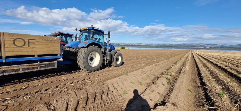 Tractor and trailer alongside drilled potato rows